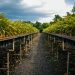 COM QUASE 42 MILHÕES DE ÁRVORES NATIVAS PLANTADAS, O QUE TEMOS A DIZER?