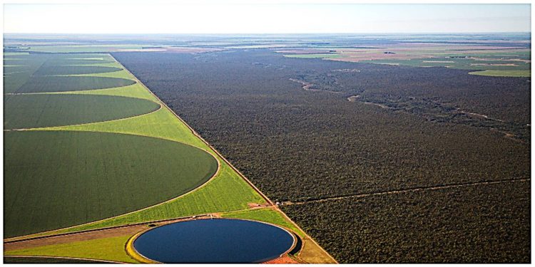 DESMATAMENTO CAI NA MATA ATLÂNTICA, MAS AUMENTA NAS FRONTEIRAS COM O CERRADO E CAATINGA