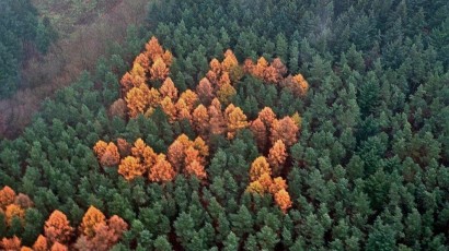 suástica na floresta negra