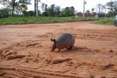 Habitat natural do tatu-bola ameaçado de invasão.