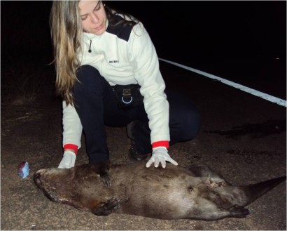 Macho adulto de Lontra (Lutra longicaudis) atropelado em Rodovia do Centro Oeste Paulista. Foto: Fernanda D. Abra.