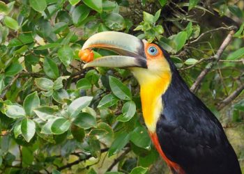 COMO GRANDES AVES PODEM AJUDAR NA REGENERAÇÃO DE FLORESTAS — SE O DESMATAMENTO NÃO ATRAPALHAR