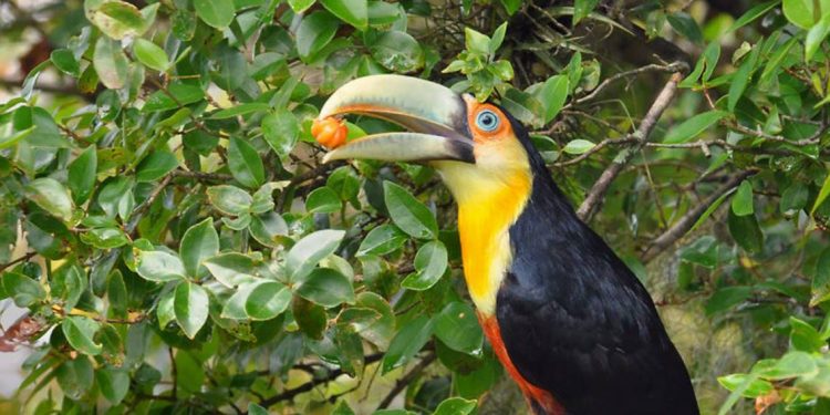 COMO GRANDES AVES PODEM AJUDAR NA REGENERAÇÃO DE FLORESTAS — SE O DESMATAMENTO NÃO ATRAPALHAR