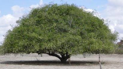 umbuzeiro