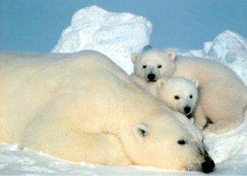 O ‘HISTÓRICO’ ACORDO INTERNACIONAL PARA PROTEGER PARCELA DO PLANETA PARA A NATUREZA