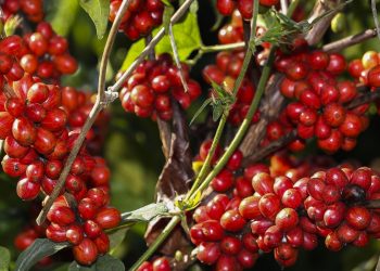 PEQUENOS PRODUTORES DE CAFÉ APOSTAM NA AGRICULTURA INTELIGENTE PARA SUPERAR CRISE CLIMÁTICA NO CERRADO