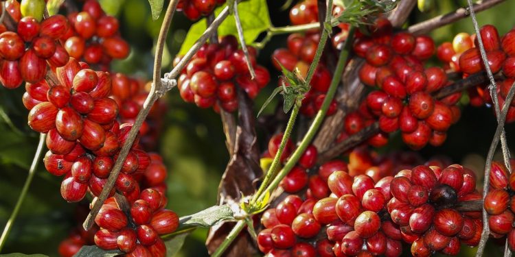 PEQUENOS PRODUTORES DE CAFÉ APOSTAM NA AGRICULTURA INTELIGENTE PARA SUPERAR CRISE CLIMÁTICA NO CERRADO