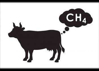O IMPOSTO SOBRE O PUM DA VACA…