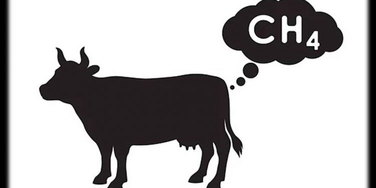 O IMPOSTO SOBRE O PUM DA VACA…