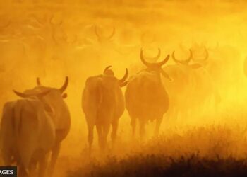 AS ‘SUPERVACAS’ QUE FIZERAM DO BRASIL O MAIOR EXPORTADOR DE CARNE DO MUNDO