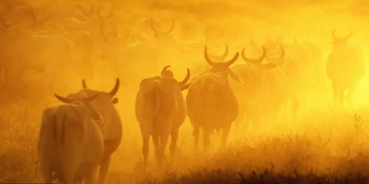 AS ‘SUPERVACAS’ QUE FIZERAM DO BRASIL O MAIOR EXPORTADOR DE CARNE DO MUNDO