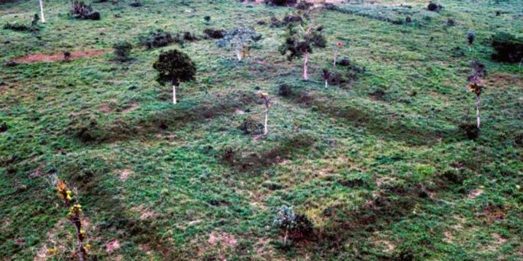 NO PASSADO REMOTO, A AMAZÔNIA FOI UM CENTRO DE AGROBIODIVERSIDADE E UM TERRITÓRIO DE ABUNDÂNCIA