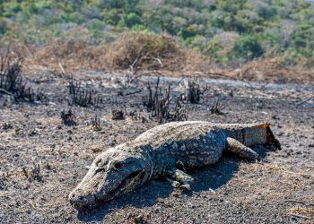 DESOLAÇÃO E ANIMAIS MORTOS PELO FOGO: A TRAGÉDIA VOLTA AO PANTANAL