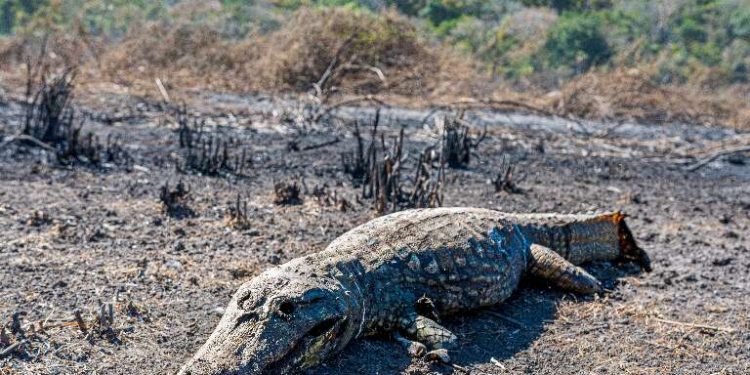 DESOLAÇÃO E ANIMAIS MORTOS PELO FOGO: A TRAGÉDIA VOLTA AO PANTANAL