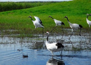 DIA MUNDIAL DAS ZONAS ÚMIDAS RESSALTA AÇÕES PARA CONTRARIAR PERDA