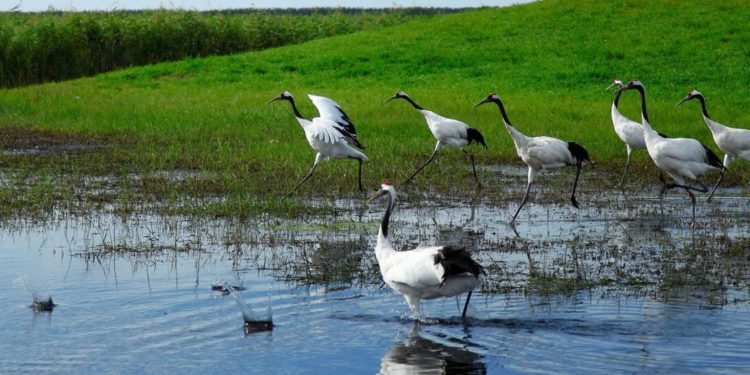 DIA MUNDIAL DAS ZONAS ÚMIDAS RESSALTA AÇÕES PARA CONTRARIAR PERDA