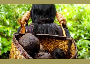 PARA O POVO ZORÓ, COLETA DA CASTANHA É ALIADA NO COMBATE AO DESMATAMENTO