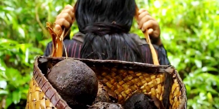 PARA O POVO ZORÓ, COLETA DA CASTANHA É ALIADA NO COMBATE AO DESMATAMENTO